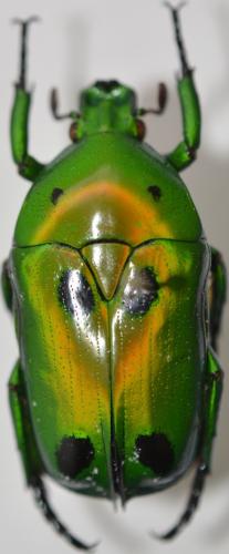Réf. 272 892 : Heterorhina sexmaculata sexmaculata